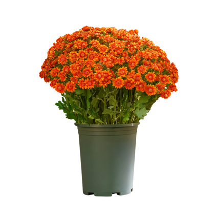 💥Limited stock 🌼- Artificial Outdoor Sunset Mums Flowers - UV resistant, Waterproof, Windproof