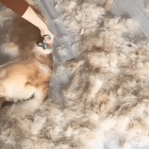 Pet Pro Grooming Tool