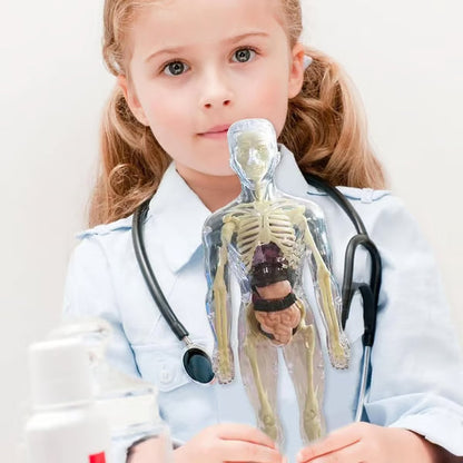 🏆Flash Sale⚡Human Body Model for Kids - STEM Anatomy Toy with Removable Organs
