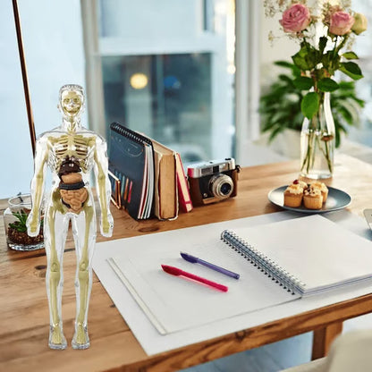 🏆Flash Sale⚡Human Body Model for Kids - STEM Anatomy Toy with Removable Organs