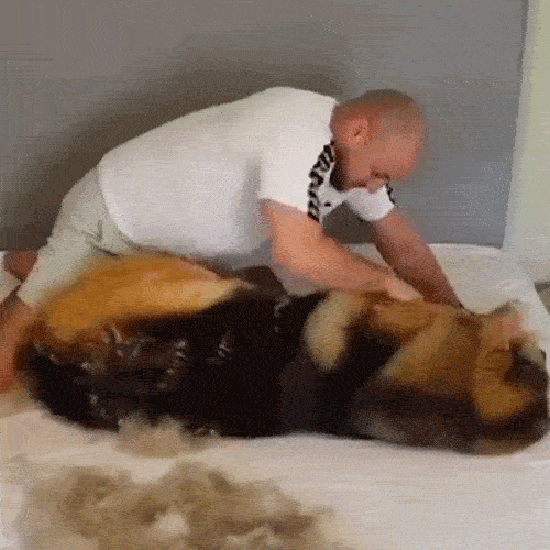 Pet Pro Grooming Tool