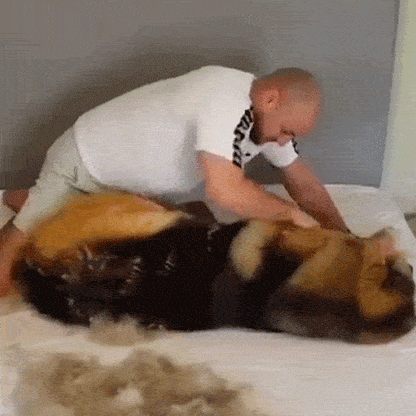 Pet Pro Grooming Tool