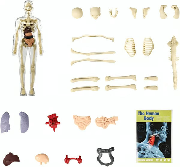 🏆Flash Sale⚡Human Body Model for Kids - STEM Anatomy Toy with Removable Organs