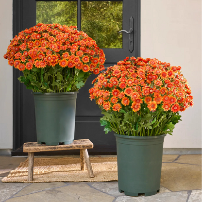 💥Limited stock 🌼- Artificial Outdoor Sunset Mums Flowers - UV resistant, Waterproof, Windproof