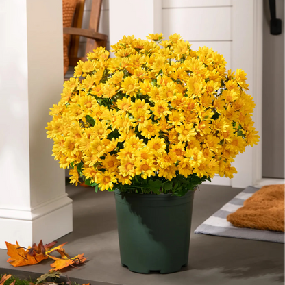 💥Limited stock 🌼- Artificial Outdoor Sunset Mums Flowers - UV resistant, Waterproof, Windproof