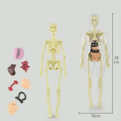 🏆Flash Sale⚡Human Body Model for Kids - STEM Anatomy Toy with Removable Organs