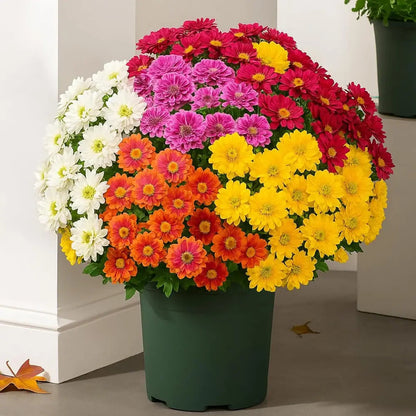 💥Limited stock 🌼- Artificial Outdoor Sunset Mums Flowers - UV resistant, Waterproof, Windproof