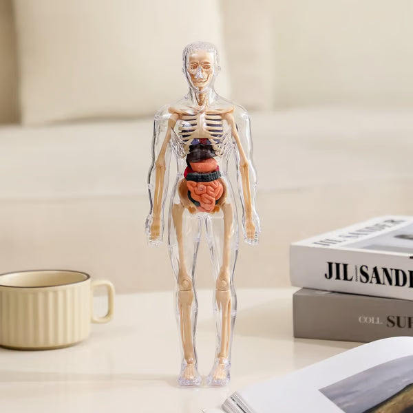 🏆Flash Sale⚡Human Body Model for Kids - STEM Anatomy Toy with Removable Organs