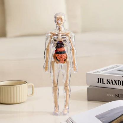 🏆Flash Sale⚡Human Body Model for Kids - STEM Anatomy Toy with Removable Organs