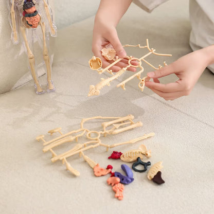 🏆Flash Sale⚡Human Body Model for Kids - STEM Anatomy Toy with Removable Organs