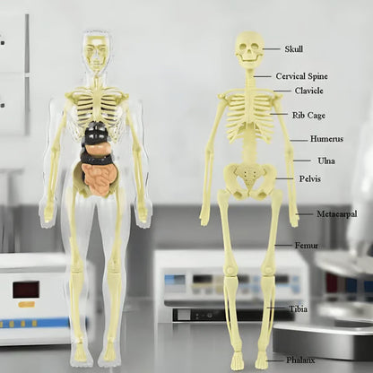 🏆Flash Sale⚡Human Body Model for Kids - STEM Anatomy Toy with Removable Organs
