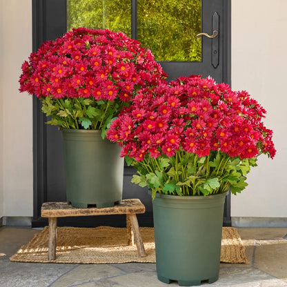 💥Limited stock 🌼- Artificial Outdoor Sunset Mums Flowers - UV resistant, Waterproof, Windproof