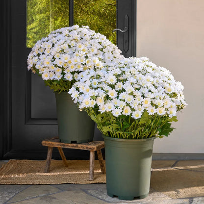 💥Limited stock 🌼- Artificial Outdoor Sunset Mums Flowers - UV resistant, Waterproof, Windproof