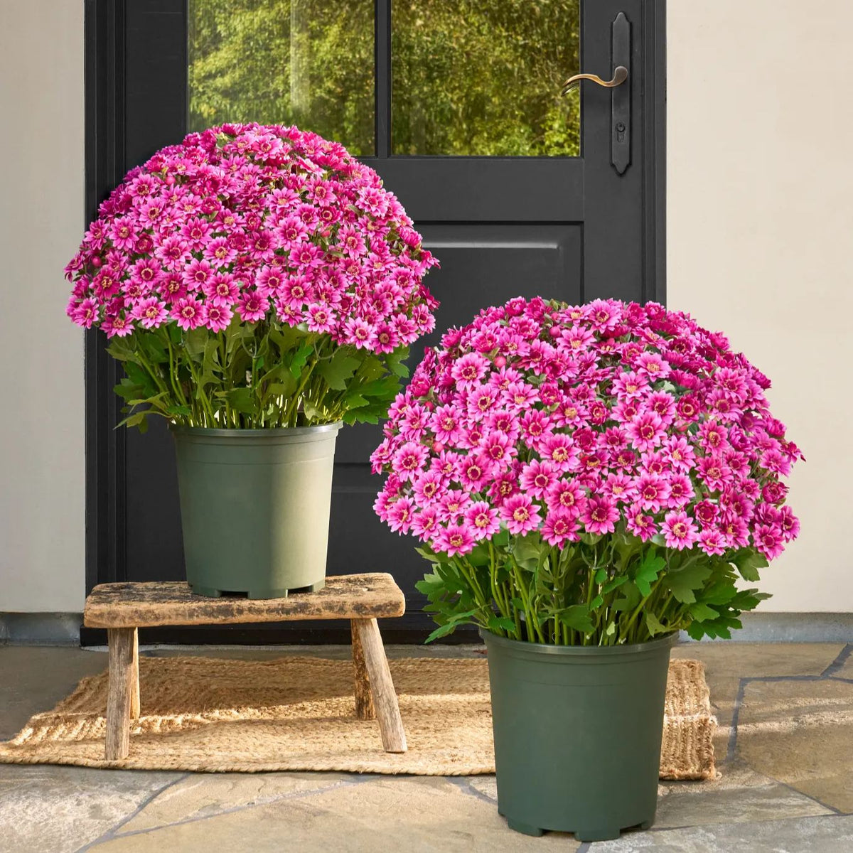 💥Limited stock 🌼- Artificial Outdoor Sunset Mums Flowers - UV resistant, Waterproof, Windproof