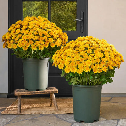 💥Limited stock 🌼- Artificial Outdoor Sunset Mums Flowers - UV resistant, Waterproof, Windproof