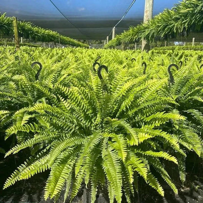 🌿 Glowing 88-Branch Boston Ferns with Lights – 48" long • 30" wide Zero Watering, Zero Maintenance